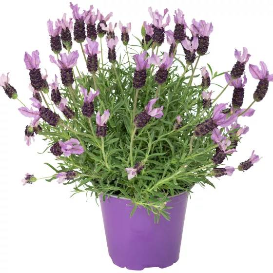 Javelin Fortissimo Purple