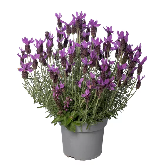 Javelin Forte Purple