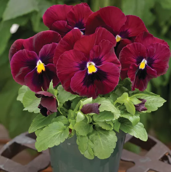 Mammoth Rocky Rose
