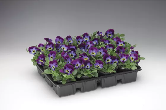 Penny Violet Blue