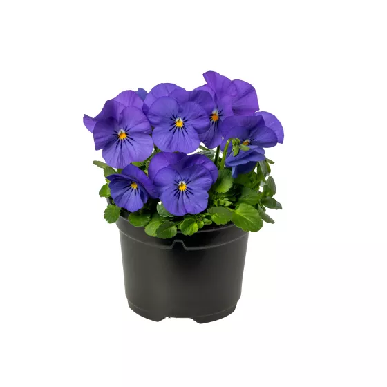 Penny Blue