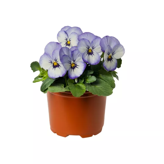 Penny Purple Picotee