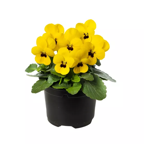 Bel Viso Yellow Blotch