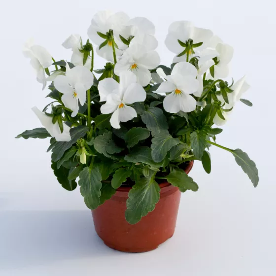 Bel Viso Pure White