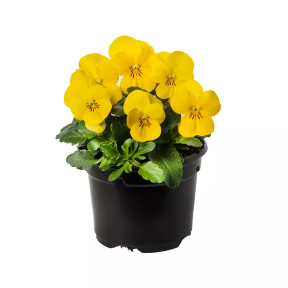 Bel Viso Yellow
