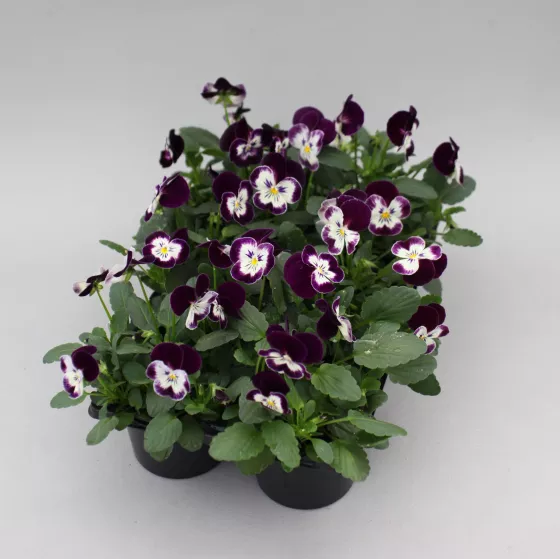Bel Viso Victoriana