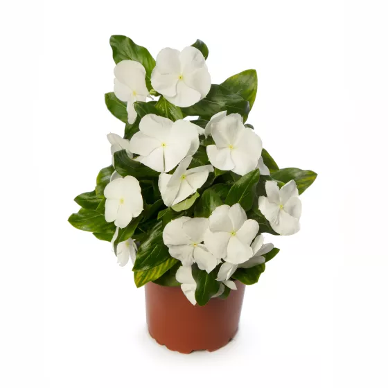 Cora Cascade XDR White