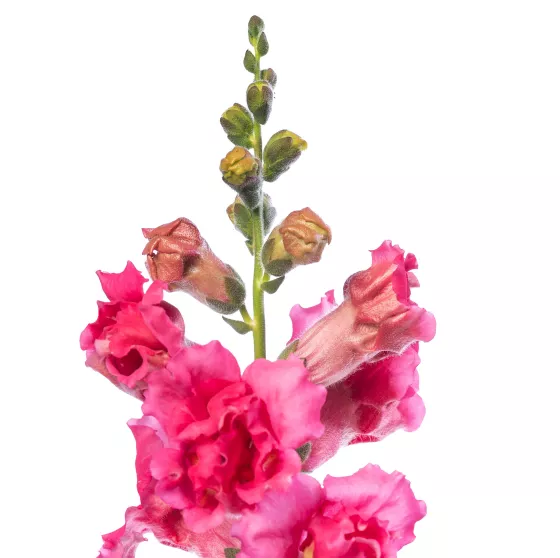 Sweet Duet Rose Shades