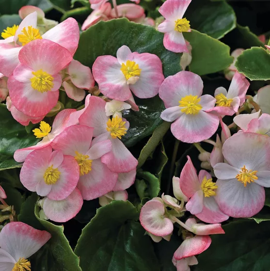 Bada Bing Rose Bicolor