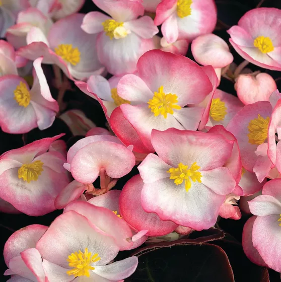 Bada Boom Rose Bicolor