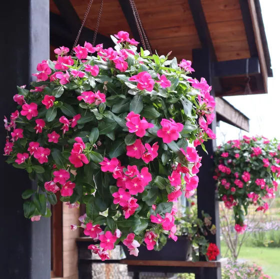Cora Cascade XDR Bright Rose