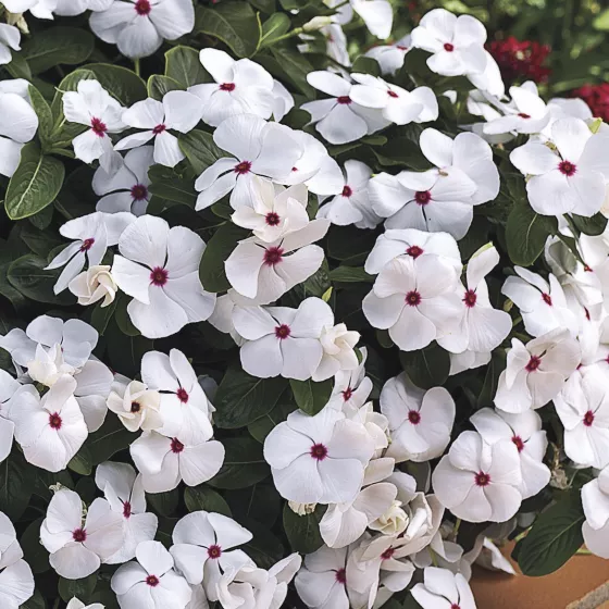 Cora Cascade XDR Polka Dot