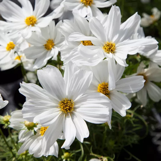 Apollo White