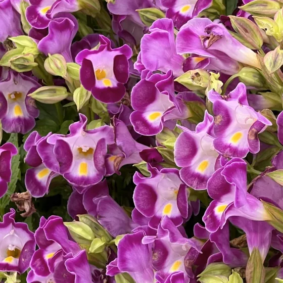 Duchess Purple