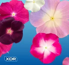 story-component-xdr-video_1