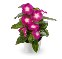 cora-xdr-pink-pot