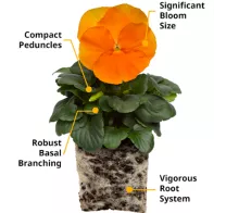 deltapro-pansy-orange