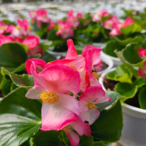 Tophat Rose Bicolor