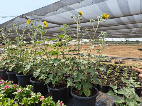 Sunfinity at Hind Agro India