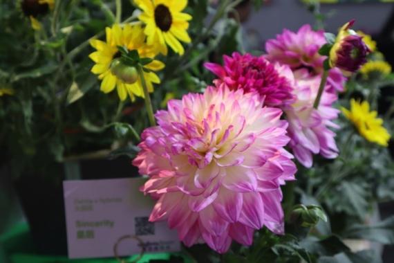 IPM Beijing 2024 Dahlia Sincerity