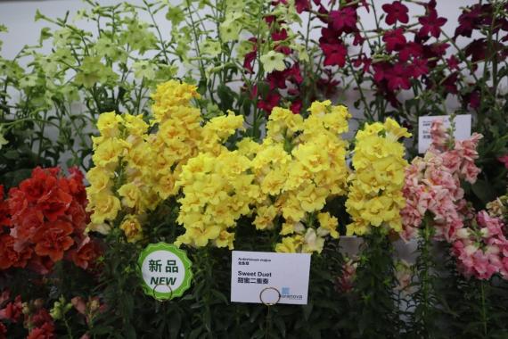 IPM Beijing 2024 Sweet Duet Antirrhinum