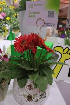 IPM Beijing 2024 Gerbera Cartwheel