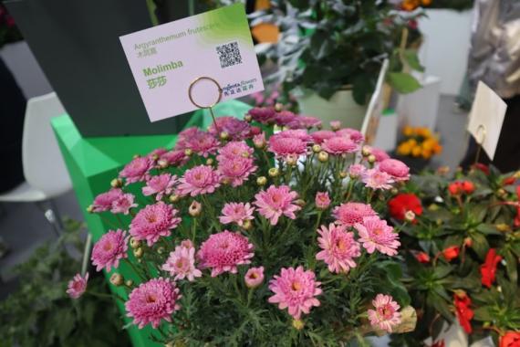 IPM Beijing 2024 Argyranthemum frutescens - Molimba