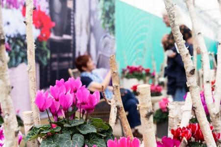 Flower Trials 2024 - Indoor display Cyclamen