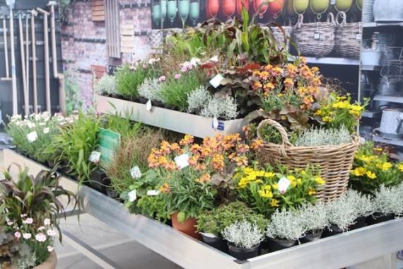 Flower Trials 2025 at Syngenta Flowers | Syngenta Flowers