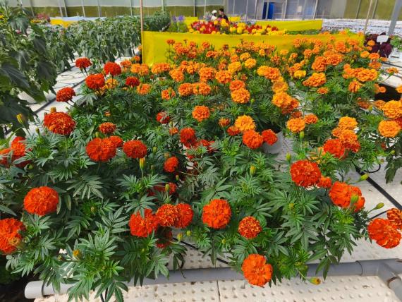 Tagetes triploid - Zenith