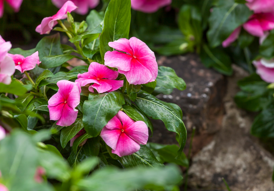 cora-xdr-vinca-pink