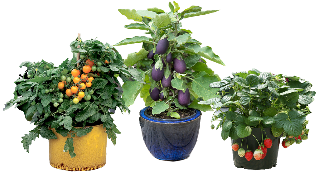 Vegetalis