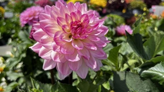 Dahlia Sincerity at hortweek AUS