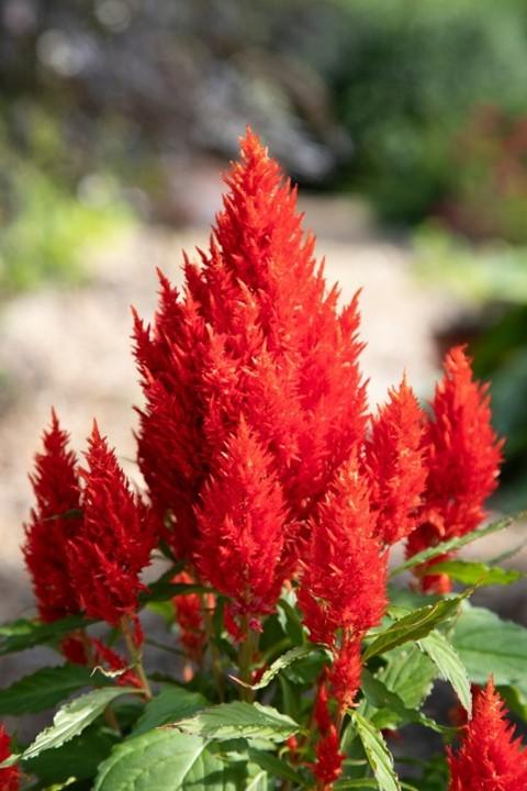 Celosia plumosa - Bright Sparks