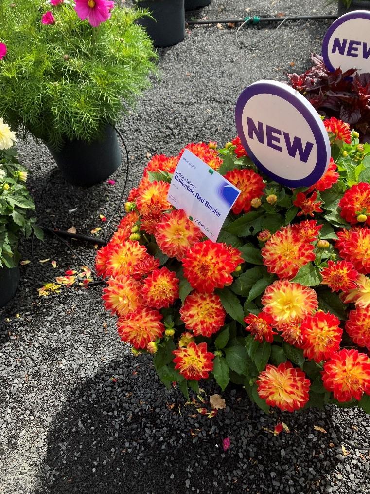 Dahlia - Collection Red bicolor