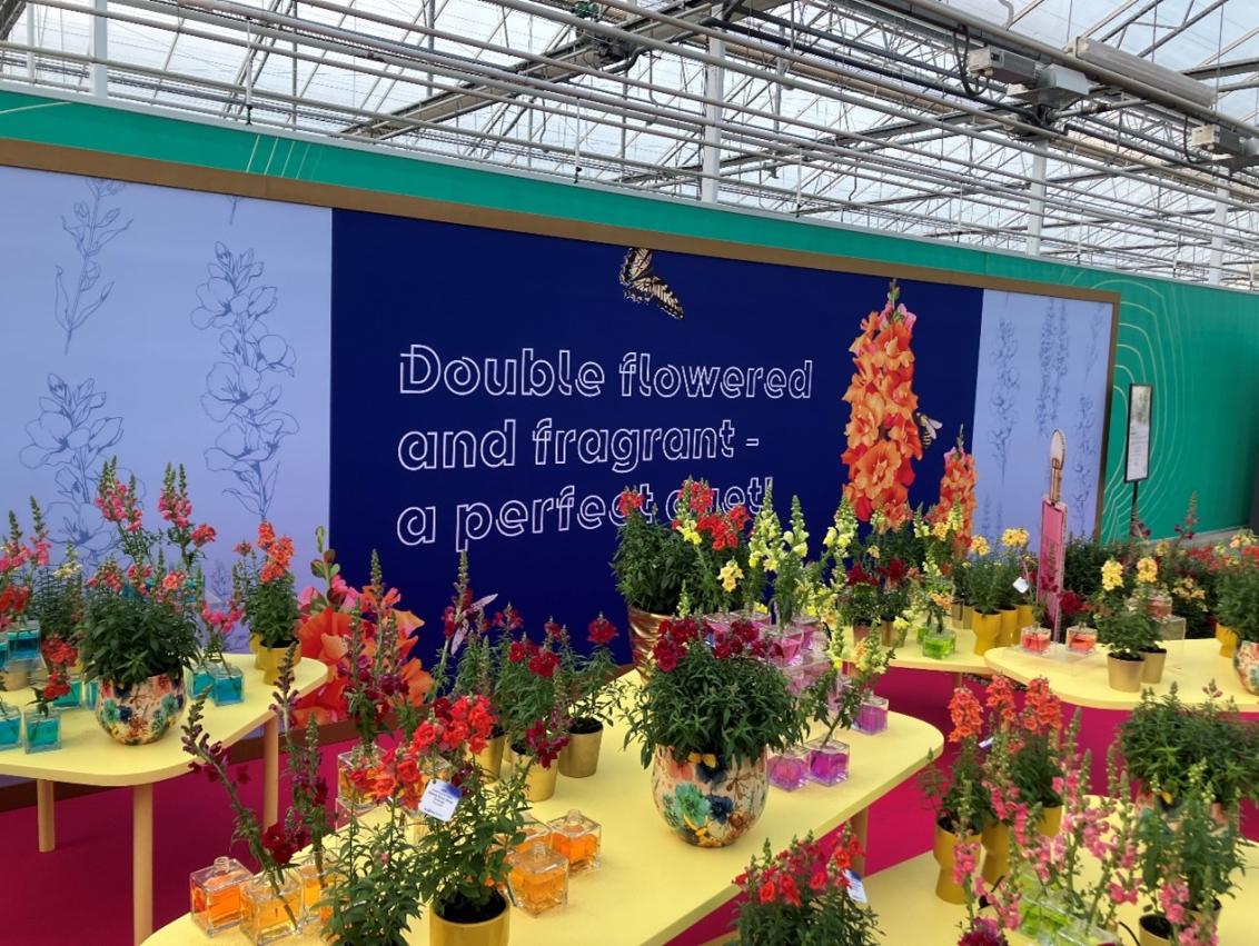Antirrhinum majus - Sweet Duet