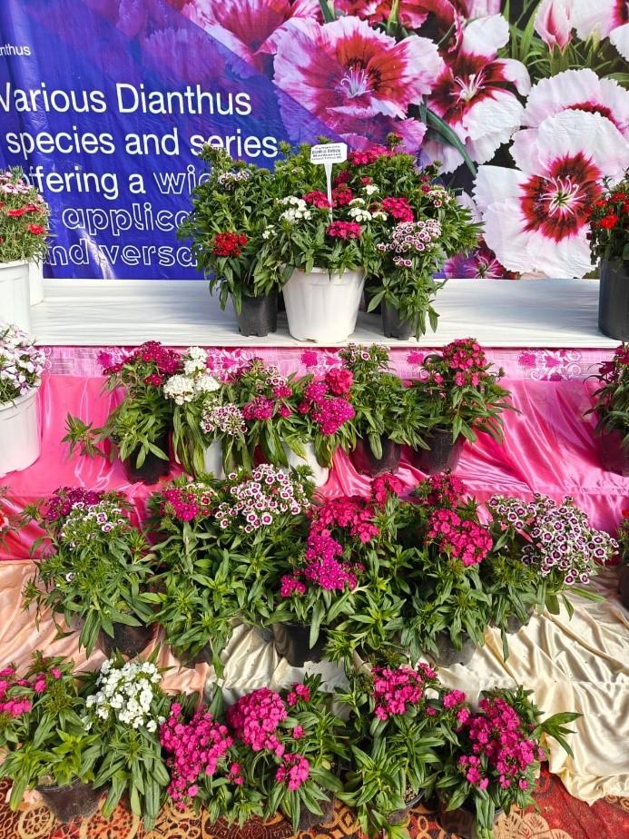 Another extremely successful product in India is the Dianthus