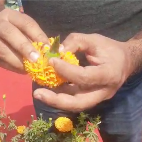 Indi Grower