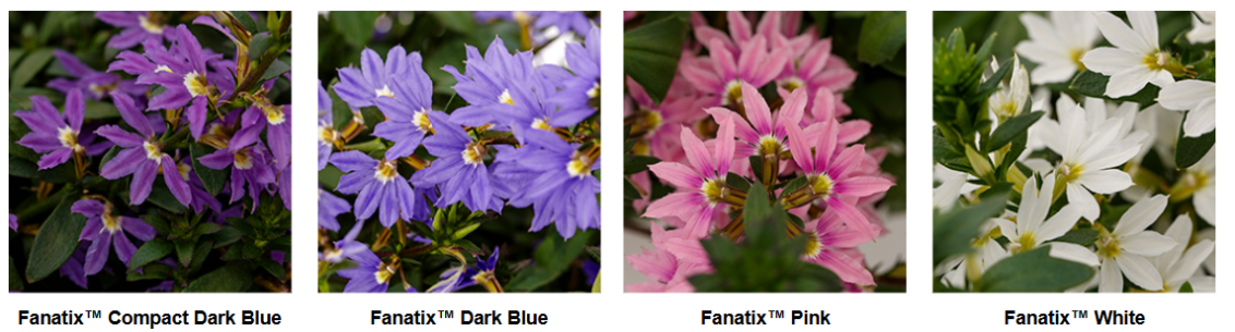 Fanatix 4 colors