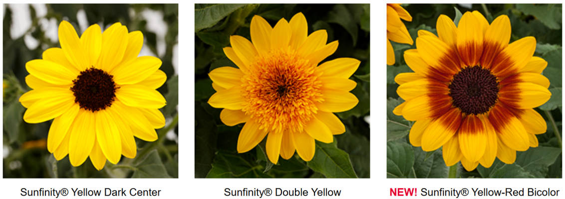 Sunfinity