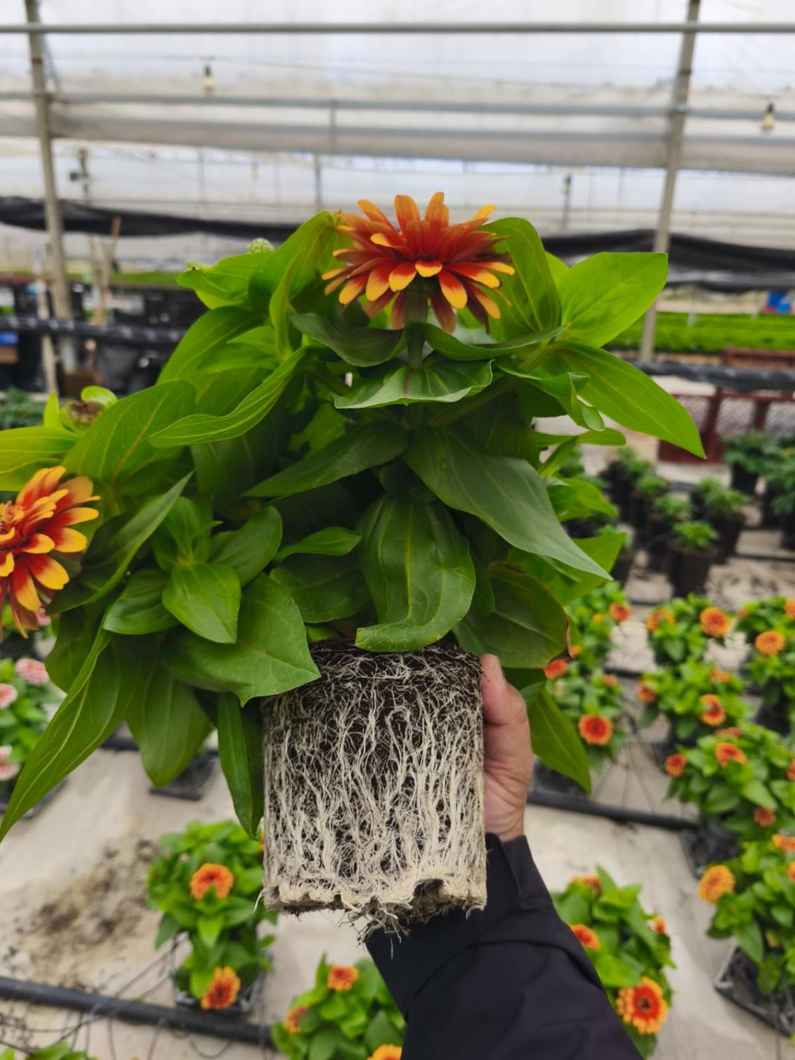 Zinnia elegans - Swizzle - Strong roots