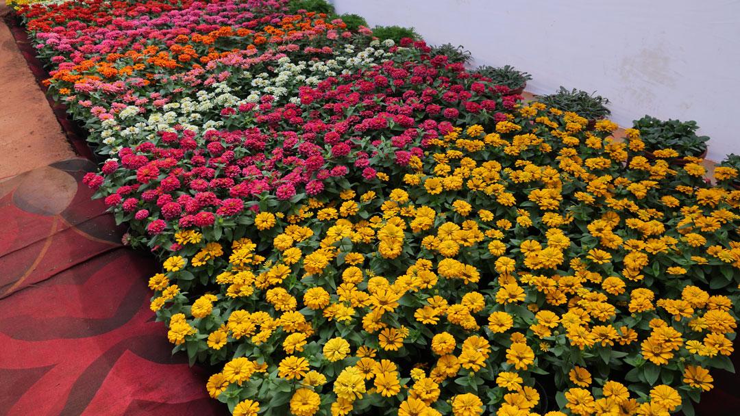Syngenta Flowers Show in Pune