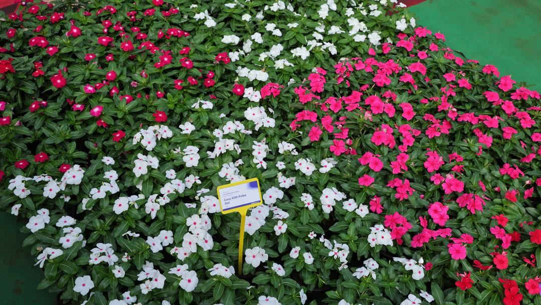 Syngenta Flowers Show in Pune