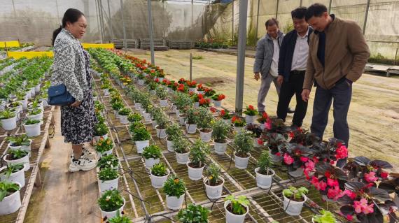 Grower in Vietnam assessing Begonia