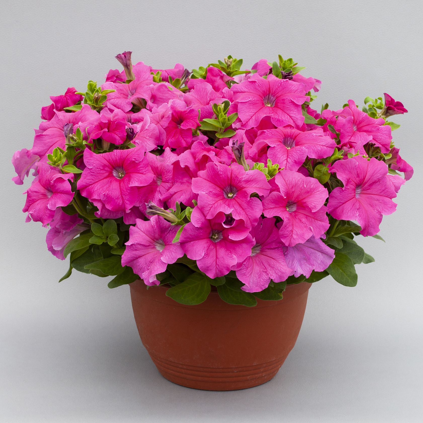 70091987-flower.jpg