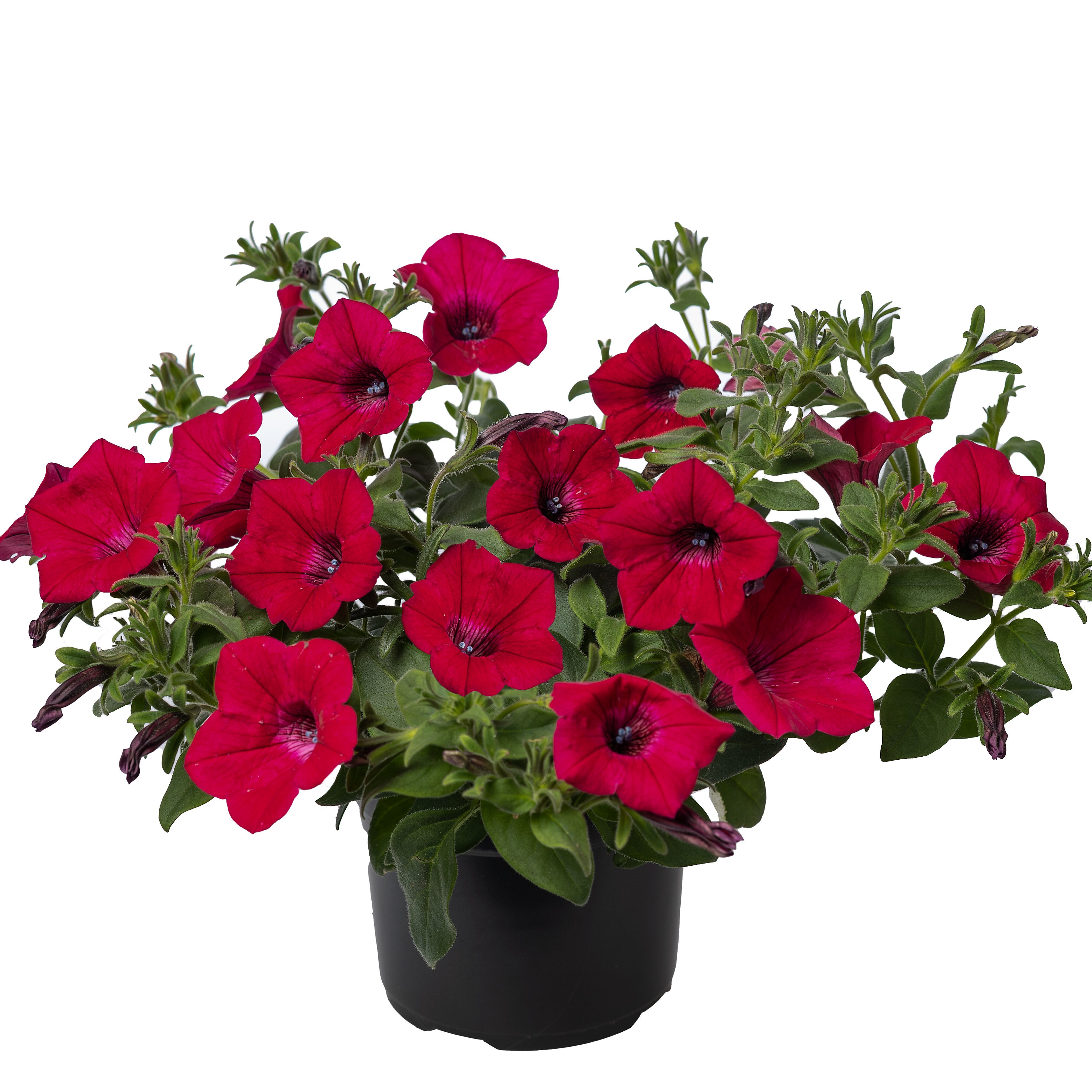 Garden Supreme Raspberry | Syngenta Flowers