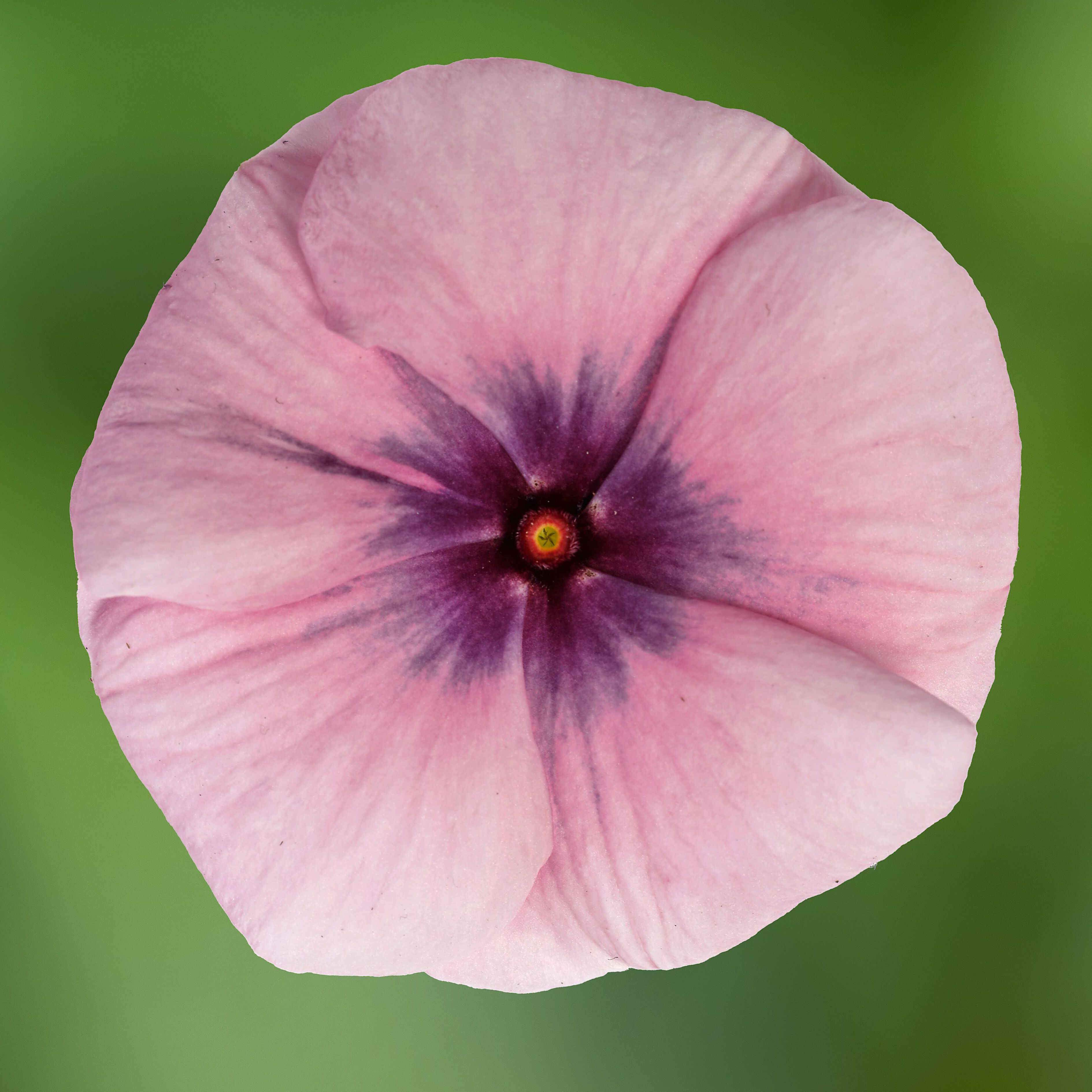 70115943-flower.jpg