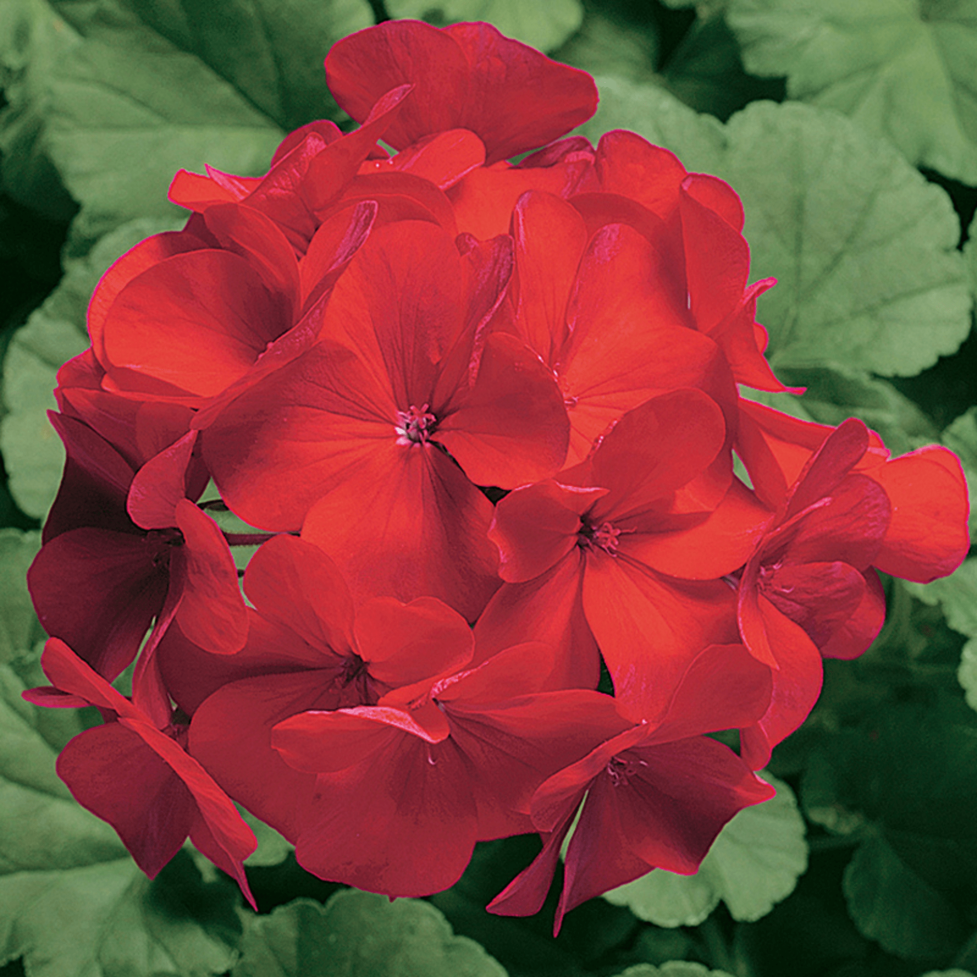 Years 2000 Ringo Ringo 2000 Cardinal | Syngenta Flowers