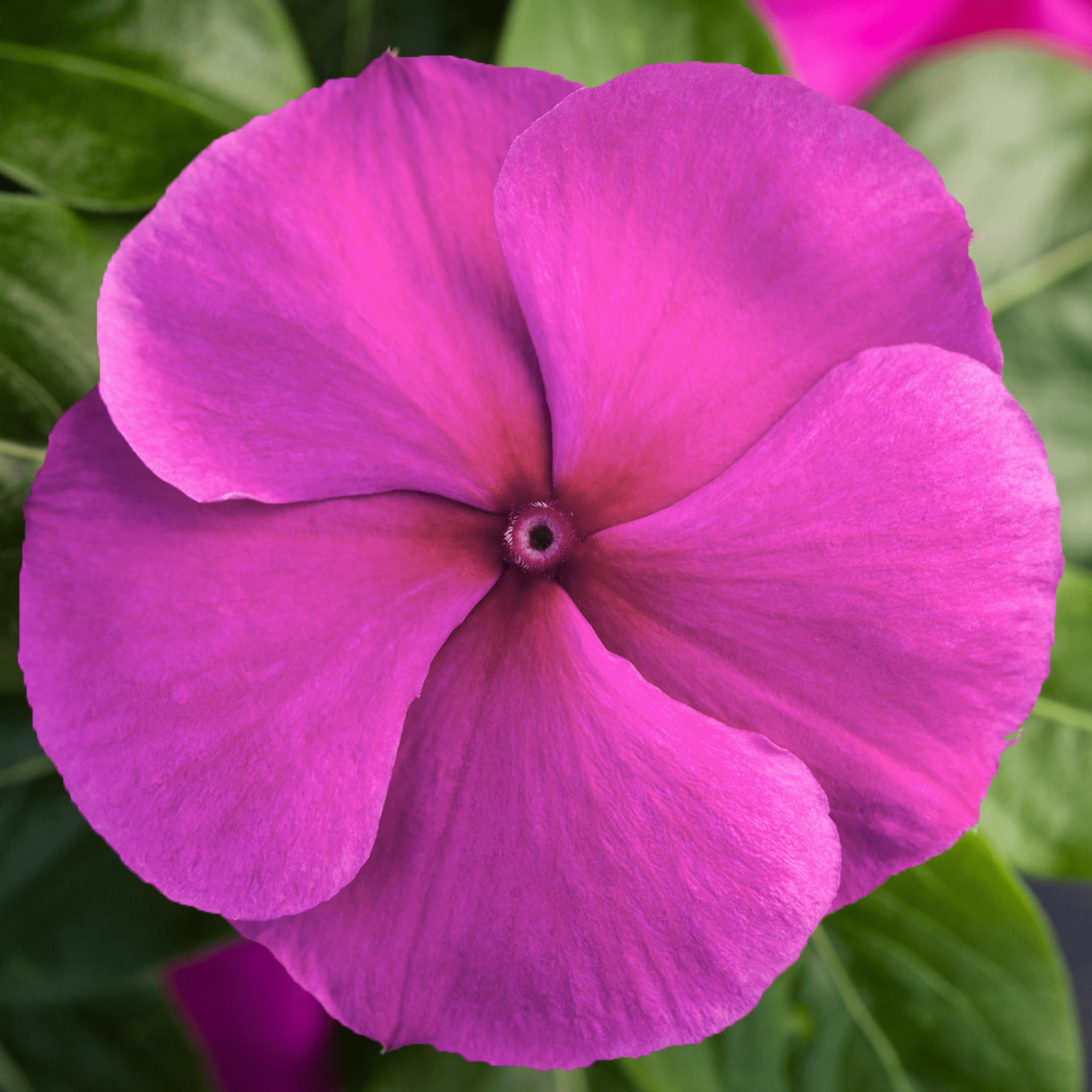Blockbuster Purple