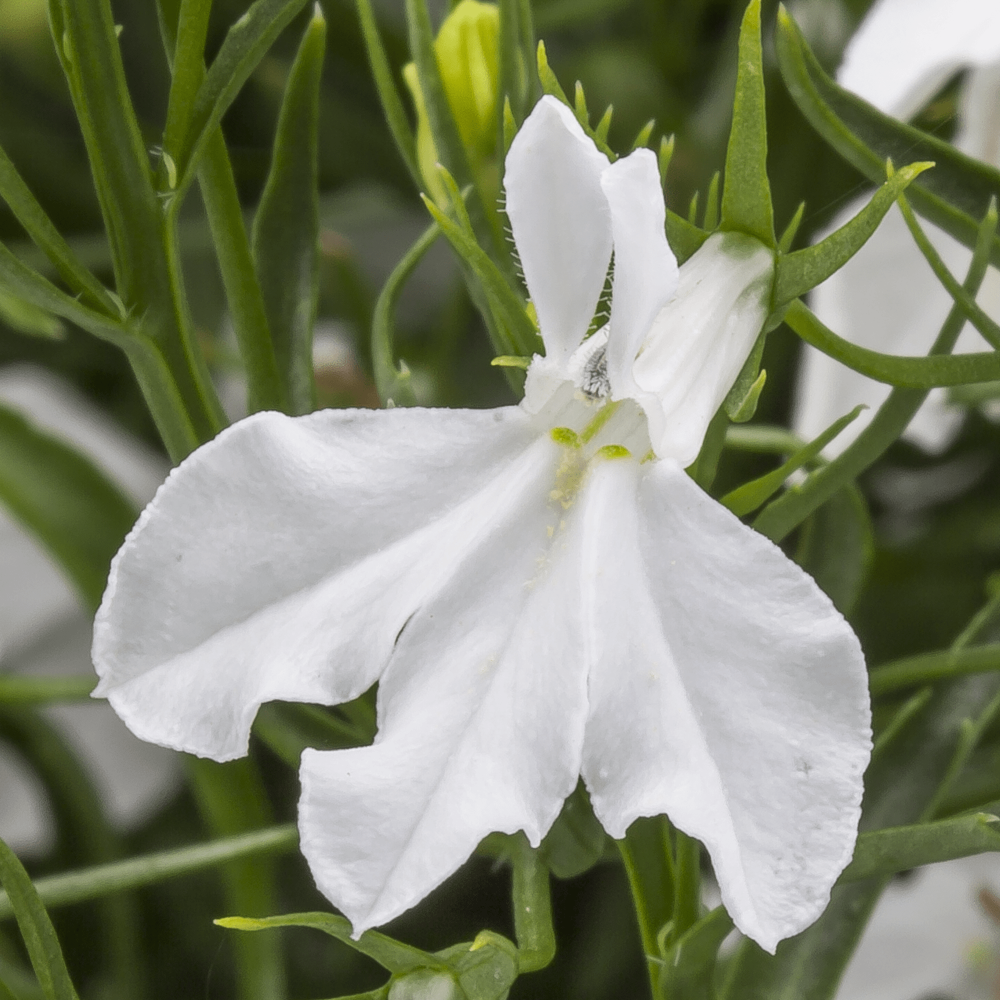 Laguna Trailing White